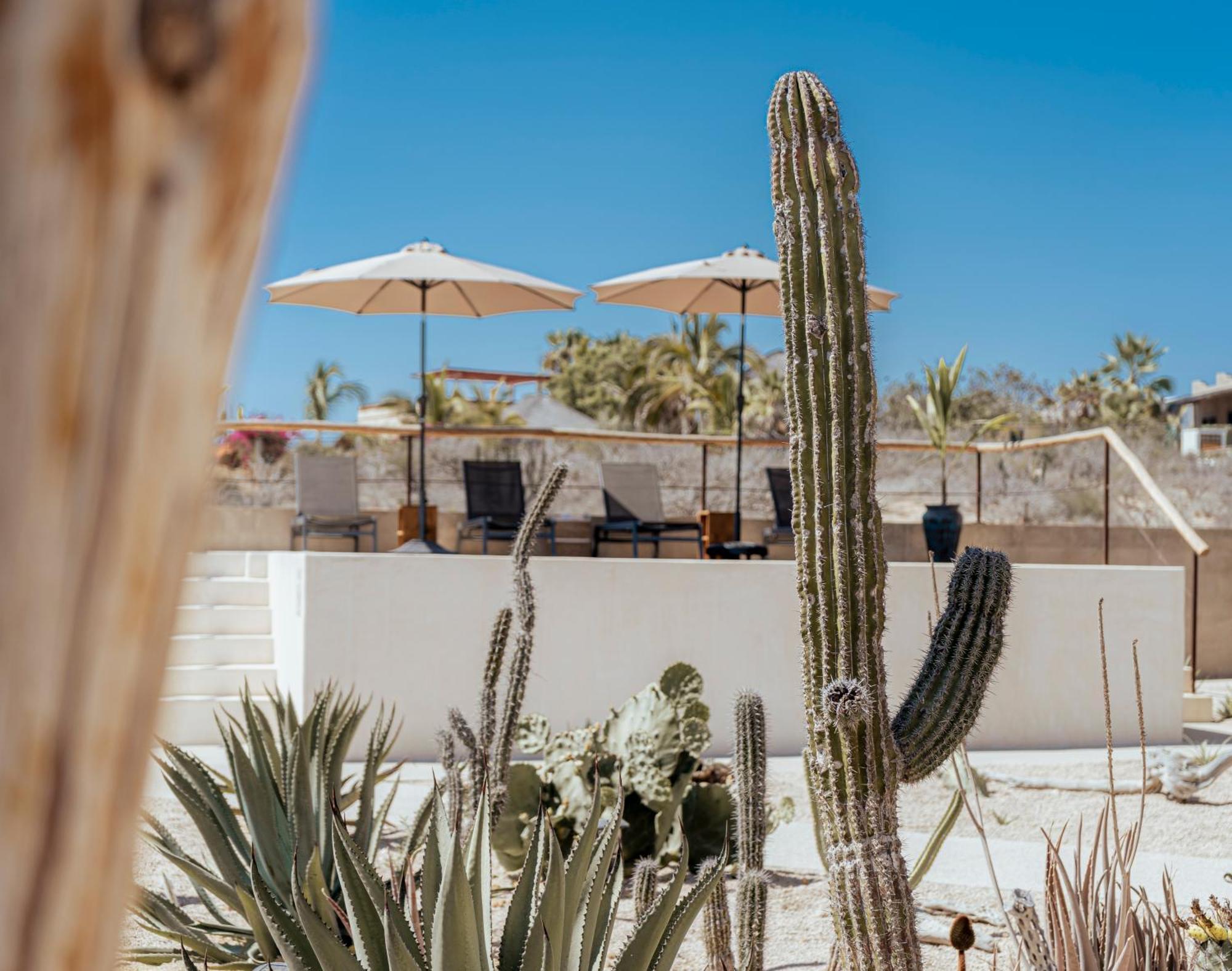 Baja Temple Hotel Todos Santos Kültér fotó